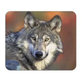 Коврик прямоугольный с принтом Волк в Курске, натуральный каучук | размер 230 х 185 мм; запечатка лицевой стороны | волк | волки | волчата | волчонок | хищник