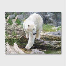 Альбом для рисования с принтом Белый медведь в Курске, 100% бумага
 | матовая бумага, плотность 200 мг. | Тематика изображения на принте: арктика