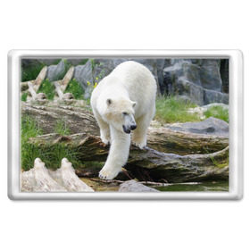 Магнит 45*70 с принтом Белый медведь в Курске, Пластик | Размер: 78*52 мм; Размер печати: 70*45 | арктика