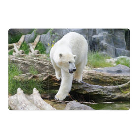 Магнитный плакат 3Х2 с принтом Белый медведь в Курске, Полимерный материал с магнитным слоем | 6 деталей размером 9*9 см | Тематика изображения на принте: арктика