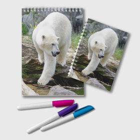 Блокнот с принтом Белый медведь в Курске, 100% бумага | 48 листов, плотность листов — 60 г/м2, плотность картонной обложки — 250 г/м2. Листы скреплены удобной пружинной спиралью. Цвет линий — светло-серый
 | Тематика изображения на принте: арктика