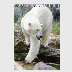 Скетчбук с принтом Белый медведь в Курске, 100% бумага
 | 48 листов, плотность листов — 100 г/м2, плотность картонной обложки — 250 г/м2. Листы скреплены сверху удобной пружинной спиралью | арктика