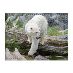 Обложка для студенческого билета с принтом Белый медведь в Курске, натуральная кожа | Размер: 11*8 см; Печать на всей внешней стороне | Тематика изображения на принте: арктика