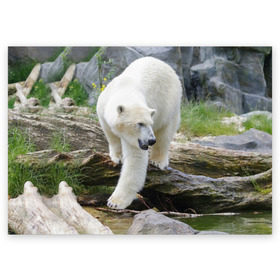 Поздравительная открытка с принтом Белый медведь в Курске, 100% бумага | плотность бумаги 280 г/м2, матовая, на обратной стороне линовка и место для марки
 | арктика