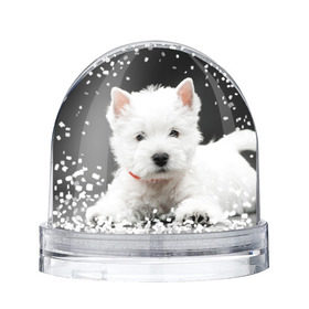 Снежный шар с принтом Вест-хайленд-уайт-терьер в Курске, Пластик | Изображение внутри шара печатается на глянцевой фотобумаге с двух сторон | вест хайленд уайт терьер | животное | порода | собака