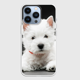 Чехол для iPhone 13 Pro с принтом Вест хайленд уайт терьер в Курске,  |  | вест хайленд уайт терьер | животное | порода | собака