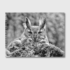 Альбом для рисования с принтом Филин в Курске, 100% бумага
 | матовая бумага, плотность 200 мг. | bird | nest | night | nocturnal | owl | predator | гнездо | ночной | птица | сова | филин | хищник