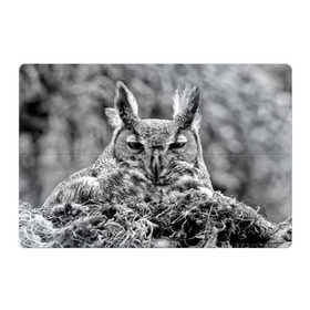 Магнитный плакат 3Х2 с принтом Филин в Курске, Полимерный материал с магнитным слоем | 6 деталей размером 9*9 см | bird | nest | night | nocturnal | owl | predator | гнездо | ночной | птица | сова | филин | хищник