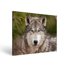 Холст прямоугольный с принтом Волк в Курске, 100% ПВХ |  | Тематика изображения на принте: animal | eyes | forest | predator | wild | wolf | взгляд | волк | дикий | животное | зверь | лес | хищник
