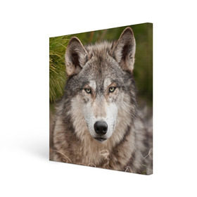 Холст квадратный с принтом Волк в Курске, 100% ПВХ |  | Тематика изображения на принте: animal | eyes | forest | predator | wild | wolf | взгляд | волк | дикий | животное | зверь | лес | хищник