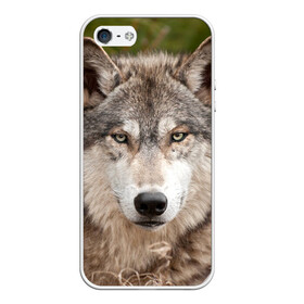 Чехол для iPhone 5/5S матовый с принтом Волк в Курске, Силикон | Область печати: задняя сторона чехла, без боковых панелей | animal | eyes | forest | predator | wild | wolf | взгляд | волк | дикий | животное | зверь | лес | хищник