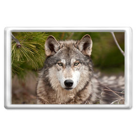 Магнит 45*70 с принтом Волк в Курске, Пластик | Размер: 78*52 мм; Размер печати: 70*45 | animal | eyes | forest | predator | wild | wolf | взгляд | волк | дикий | животное | зверь | лес | хищник