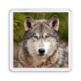Магнит 55*55 с принтом Волк в Курске, Пластик | Размер: 65*65 мм; Размер печати: 55*55 мм | animal | eyes | forest | predator | wild | wolf | взгляд | волк | дикий | животное | зверь | лес | хищник