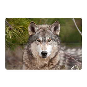 Магнитный плакат 3Х2 с принтом Волк в Курске, Полимерный материал с магнитным слоем | 6 деталей размером 9*9 см | Тематика изображения на принте: animal | eyes | forest | predator | wild | wolf | взгляд | волк | дикий | животное | зверь | лес | хищник