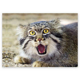 Поздравительная открытка с принтом Дикий кот в Курске, 100% бумага | плотность бумаги 280 г/м2, матовая, на обратной стороне линовка и место для марки
 | animal | cat | eyes | jaws | predator | teeth | wild | взгляд | дикий | животное | клыки | кот | пасть | хищник