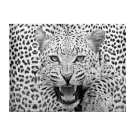 Обложка для студенческого билета с принтом Леопард в Курске, натуральная кожа | Размер: 11*8 см; Печать на всей внешней стороне | animal | eyes | jaws | leopard | malicious | predator | spotted | teeth | wild | взгляд | дикий | животное | злой | клыки | леопард | оскал | пасть | пятнистый | хищник
