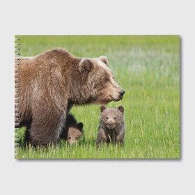 Альбом для рисования с принтом Медведи в Курске, 100% бумага
 | матовая бумага, плотность 200 мг. | animals | bears | children | family | green | meadow | mother | predators | дети | животные | зеленая | мама | медведи | поляна | семья | хищники