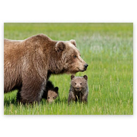 Поздравительная открытка с принтом Медведи в Курске, 100% бумага | плотность бумаги 280 г/м2, матовая, на обратной стороне линовка и место для марки
 | animals | bears | children | family | green | meadow | mother | predators | дети | животные | зеленая | мама | медведи | поляна | семья | хищники