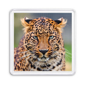 Магнит 55*55 с принтом Леопард в Курске, Пластик | Размер: 65*65 мм; Размер печати: 55*55 мм | animal | leopard | look | predator | spotted | wild | взгляд | дикий | животное | леопард | пятнистый | хищник
