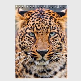 Скетчбук с принтом Леопард в Курске, 100% бумага
 | 48 листов, плотность листов — 100 г/м2, плотность картонной обложки — 250 г/м2. Листы скреплены сверху удобной пружинной спиралью | animal | leopard | look | predator | spotted | wild | взгляд | дикий | животное | леопард | пятнистый | хищник