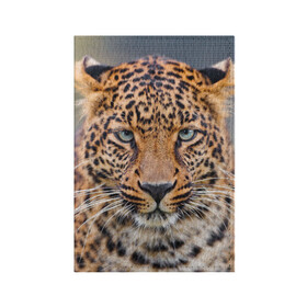 Обложка для паспорта матовая кожа с принтом Леопард в Курске, натуральная матовая кожа | размер 19,3 х 13,7 см; прозрачные пластиковые крепления | Тематика изображения на принте: animal | leopard | look | predator | spotted | wild | взгляд | дикий | животное | леопард | пятнистый | хищник