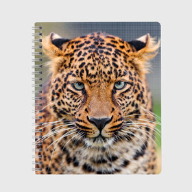 Тетрадь с принтом Леопард в Курске, 100% бумага | 48 листов, плотность листов — 60 г/м2, плотность картонной обложки — 250 г/м2. Листы скреплены сбоку удобной пружинной спиралью. Уголки страниц и обложки скругленные. Цвет линий — светло-серый
 | animal | leopard | look | predator | spotted | wild | взгляд | дикий | животное | леопард | пятнистый | хищник