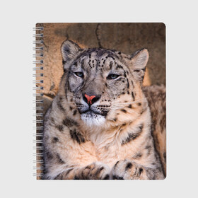 Тетрадь с принтом Леопард в Курске, 100% бумага | 48 листов, плотность листов — 60 г/м2, плотность картонной обложки — 250 г/м2. Листы скреплены сбоку удобной пружинной спиралью. Уголки страниц и обложки скругленные. Цвет линий — светло-серый
 | Тематика изображения на принте: animal | leopard | look | predator | spotted | wild | взгляд | дикий | животное | леопард | пятнистый | хищник