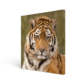 Холст квадратный с принтом Тигр в Курске, 100% ПВХ |  | Тематика изображения на принте: animal | predator | striped | tiger | view | wild | взгляд | дикий | животное | полосатый | тигр | хищник