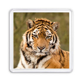 Магнит 55*55 с принтом Тигр в Курске, Пластик | Размер: 65*65 мм; Размер печати: 55*55 мм | animal | predator | striped | tiger | view | wild | взгляд | дикий | животное | полосатый | тигр | хищник