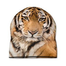 Шапка 3D с принтом Тигр в Курске, 100% полиэстер | универсальный размер, печать по всей поверхности изделия | animal | predator | striped | tiger | view | wild | взгляд | дикий | животное | полосатый | тигр | хищник