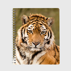 Тетрадь с принтом Тигр в Курске, 100% бумага | 48 листов, плотность листов — 60 г/м2, плотность картонной обложки — 250 г/м2. Листы скреплены сбоку удобной пружинной спиралью. Уголки страниц и обложки скругленные. Цвет линий — светло-серый
 | animal | predator | striped | tiger | view | wild | взгляд | дикий | животное | полосатый | тигр | хищник