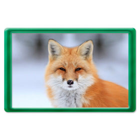 Магнит 45*70 с принтом Лиса в Курске, Пластик | Размер: 78*52 мм; Размер печати: 70*45 | animal | fox | look | predator | red | sly | wild | взгляд | дикая | животное | лиса | рыжая | хитрая | хищник
