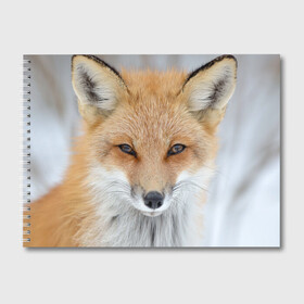 Альбом для рисования с принтом Лиса в Курске, 100% бумага
 | матовая бумага, плотность 200 мг. | animal | baby | fox | look | predator | red | sly | wild | взгляд | дикая | животное | лиса | малыш | рыжая | хитрая | хищник
