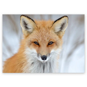Поздравительная открытка с принтом Лиса в Курске, 100% бумага | плотность бумаги 280 г/м2, матовая, на обратной стороне линовка и место для марки
 | animal | baby | fox | look | predator | red | sly | wild | взгляд | дикая | животное | лиса | малыш | рыжая | хитрая | хищник