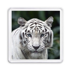 Магнит 55*55 с принтом Белый тигр в Курске, Пластик | Размер: 65*65 мм; Размер печати: 55*55 мм | Тематика изображения на принте: animal | jungle | look | predator | tiger | white | wild | белый | взгляд | джунгли | дикий | животное | тигр | хищник