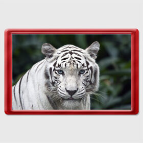 Магнит 45*70 с принтом Белый тигр в Курске, Пластик | Размер: 78*52 мм; Размер печати: 70*45 | Тематика изображения на принте: animal | jungle | look | predator | tiger | white | wild | белый | взгляд | джунгли | дикий | животное | тигр | хищник