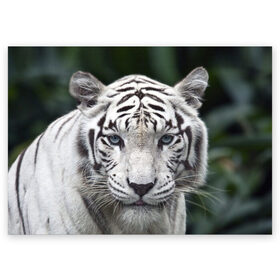 Поздравительная открытка с принтом Белый тигр в Курске, 100% бумага | плотность бумаги 280 г/м2, матовая, на обратной стороне линовка и место для марки
 | animal | jungle | look | predator | tiger | white | wild | белый | взгляд | джунгли | дикий | животное | тигр | хищник