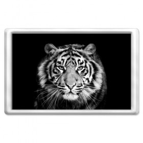 Магнит 45*70 с принтом Тигр в Курске, Пластик | Размер: 78*52 мм; Размер печати: 70*45 | animal | black   white | look | predator | tiger | wild | взгляд | дикий | животное | тигр | хищник | черно   белый
