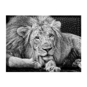 Обложка для студенческого билета с принтом Лев в Курске, натуральная кожа | Размер: 11*8 см; Печать на всей внешней стороне | animal | black   white | king | lies | lion | look | predator | wild | взгляд | дикий | животное | зверь | лев | лежит | хищник | царь | черно   белый