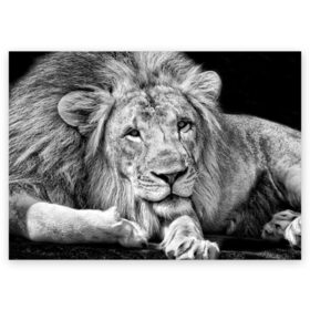 Поздравительная открытка с принтом Лев в Курске, 100% бумага | плотность бумаги 280 г/м2, матовая, на обратной стороне линовка и место для марки
 | animal | black   white | king | lies | lion | look | predator | wild | взгляд | дикий | животное | зверь | лев | лежит | хищник | царь | черно   белый