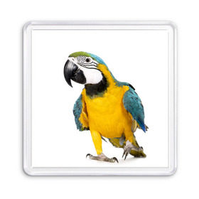 Магнит 55*55 с принтом Попугай ара в Курске, Пластик | Размер: 65*65 мм; Размер печати: 55*55 мм | желтый | птица | синий | экзотика