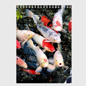 Скетчбук с принтом Koi Fish (карпы кои) в Курске, 100% бумага
 | 48 листов, плотность листов — 100 г/м2, плотность картонной обложки — 250 г/м2. Листы скреплены сверху удобной пружинной спиралью | Тематика изображения на принте: bright | brocade | carp | color | decorative | depth | exotic | fish | koi | koi fish | sea | water | вода | глубина | декоративные | карпы | кои | море | парчовый | рыбки | цвет | экзотические | яркий