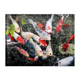 Обложка для студенческого билета с принтом Koi Fish (карпы кои) в Курске, натуральная кожа | Размер: 11*8 см; Печать на всей внешней стороне | Тематика изображения на принте: bright | brocade | carp | color | decorative | depth | exotic | fish | koi | koi fish | sea | water | вода | глубина | декоративные | карпы | кои | море | парчовый | рыбки | цвет | экзотические | яркий