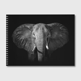 Альбом для рисования с принтом Слон в Курске, 100% бумага
 | матовая бумага, плотность 200 мг. | animal | big | black   white | elephant | wild | большой | дикий | животное | слон | черно   белый