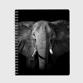 Тетрадь с принтом Слон в Курске, 100% бумага | 48 листов, плотность листов — 60 г/м2, плотность картонной обложки — 250 г/м2. Листы скреплены сбоку удобной пружинной спиралью. Уголки страниц и обложки скругленные. Цвет линий — светло-серый
 | animal | big | black   white | elephant | wild | большой | дикий | животное | слон | черно   белый