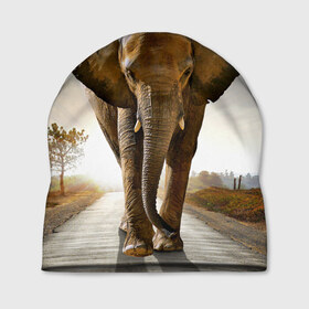 Шапка 3D с принтом Слон в Курске, 100% полиэстер | универсальный размер, печать по всей поверхности изделия | africa | animal | big | elephant | go | road | savannah | wild | африка | большой | дикий | дорога | животное | идет | саванна | слон