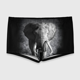 Мужские купальные плавки 3D с принтом Слон в Курске, Полиэстер 85%, Спандекс 15% |  | Тематика изображения на принте: africa | animal | big | black   white | elephant | go | road | savannah | wild | африка | большой | дикий | дорога | животное | идет | саванна | слон | черно   белый