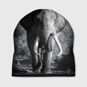 Шапка 3D с принтом Слон в Курске, 100% полиэстер | универсальный размер, печать по всей поверхности изделия | Тематика изображения на принте: africa | animal | big | black   white | elephant | go | road | savannah | wild | африка | большой | дикий | дорога | животное | идет | саванна | слон | черно   белый