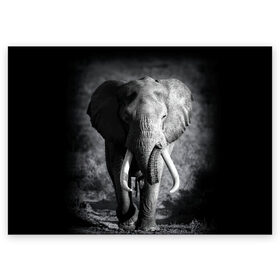 Поздравительная открытка с принтом Слон в Курске, 100% бумага | плотность бумаги 280 г/м2, матовая, на обратной стороне линовка и место для марки
 | Тематика изображения на принте: africa | animal | big | black   white | elephant | go | road | savannah | wild | африка | большой | дикий | дорога | животное | идет | саванна | слон | черно   белый
