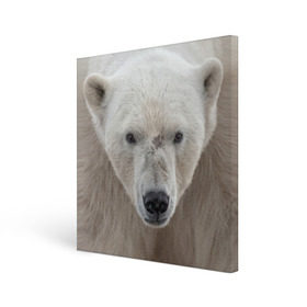 Холст квадратный с принтом Белый медведь в Курске, 100% ПВХ |  | animal | bear | eyes | head | north | polar | predator | white | wild | белый | взгляд | голова | дикий | животное | медведь | полярный | север | хищник